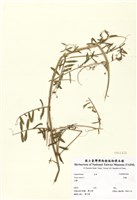 藏品(多花野碗豆)的圖片